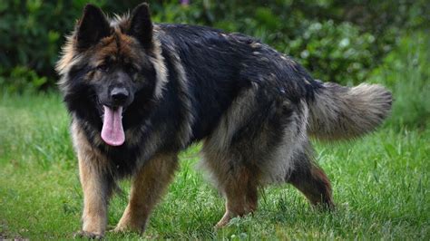 King Shepherd – Dog Breed Information and Pictures | Livelife