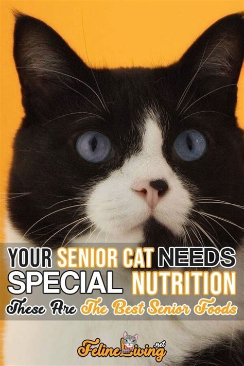 Best Senior Cat Food: January 2025 Buyer’s Guide & Reviews