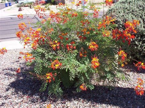 Such rich colors. We've kept one alive in ABQ, but it won't bloom like they do in Phoenix ...