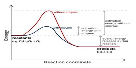 Catalyst: Definition and Description - QS Study