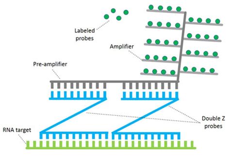 In situ hybridization - Advancements and more - Blog