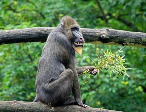 Mandrill Monkey. | Interestingfactswildlife.in