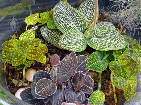 Jewel orchid, Unique plants, Plants