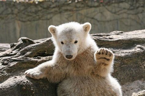 Polar Bear Knut's Death Tied to Brain Problems | Live Science