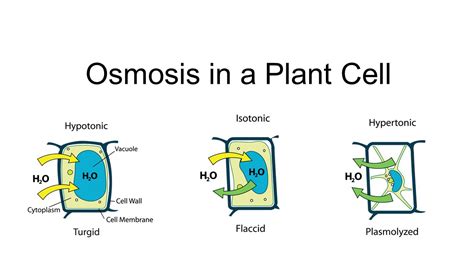 Describe How Plants Can Use Osmosis - Rishi-has-Ferguson