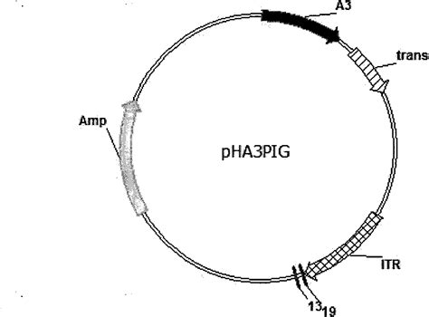 Method for breeding Macropodus opercularis with transferred green fluorescent protein gene by ...