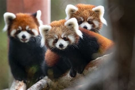 Seattle red panda fans: Get your fix before Woodland Park's cubs move to new zoos