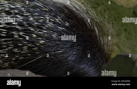 Cape porcupine quills Stock Videos & Footage - HD and 4K Video Clips - Alamy