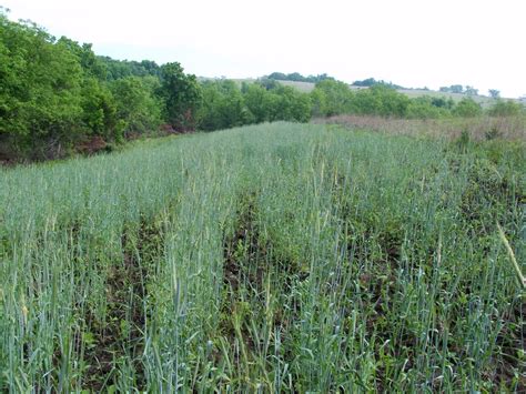 Overseeding Soybeans with Winter Rye!Iowa Outfitters/ Whitetail Habitat Consulting @ Full ...