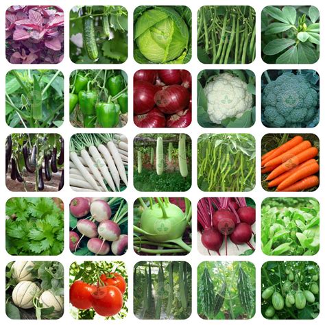 Buy Only For Organic 25 Variety Of Vegetable Seeds With 25 Grow Bags ...