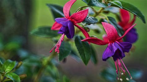 How To Successfully Care For Fuchsia Plants