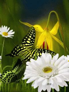 Flowers Butterflies GIF - Flowers Butterflies Fly - Discover & Share GIFs