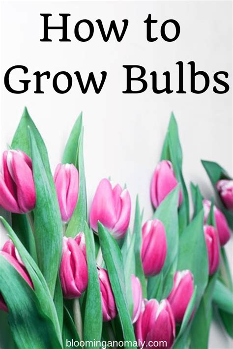 How to Grow Bulbs - Blooming Anomaly