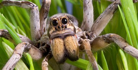 S.A.’s Common Critters: Nothing big or bad about the wolf spider — no matter how scary it looks