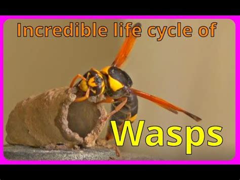 wasp life cycle timeline - Lavonda Sadler