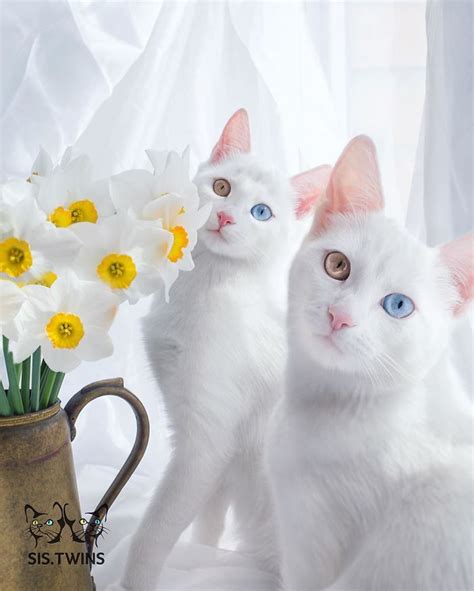 Two cats with stunning heterochromatic eyes are called the most beautiful twin cats in the world ...