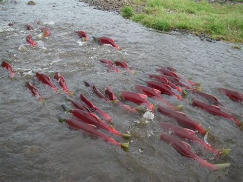 Salmon Swim Home Using Earth’s Magnetic Field as a GPS | Smithsonian