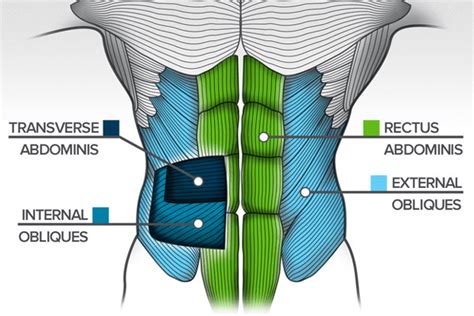 How To Get Ripped Abs Fast? (A Step-By-Step Guide)