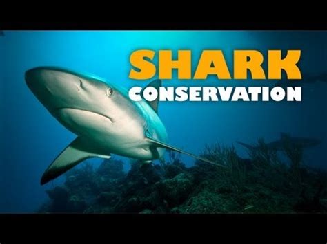 Shark Conservation: Safeguarding the Future of Our Ocean - YouTube