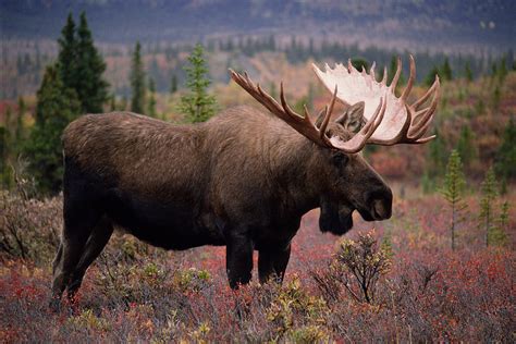 Irish Elk Size Comparison