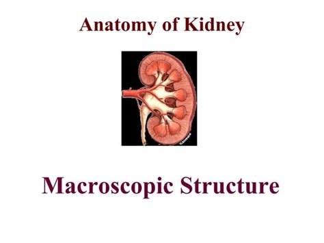 Urinary System Anatomy - ppt