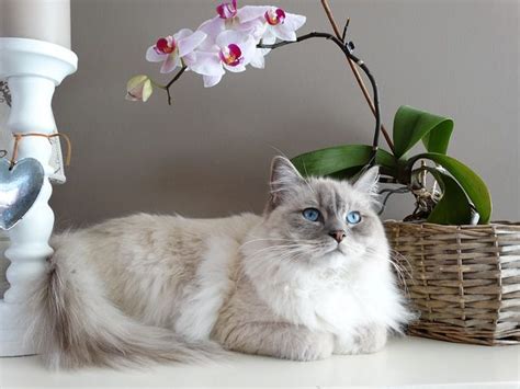 Characteristics of Ragdoll Cats | PetCareRx