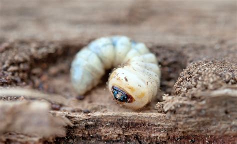 Woodworm: Spot And Treat Wood Boring Beetle Infestations