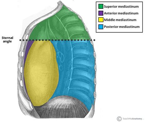 The Superior Mediastinum - Borders - Contents - TeachMeAnatomy