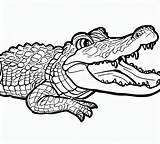 Printable Crocodile coloring Page  Download Print Or Color Online For sketch template