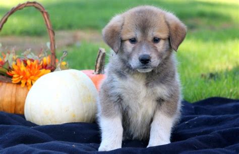 Anatolian Shepherd Mix Puppies For Sale | Puppy Adoption | Keystone Puppies