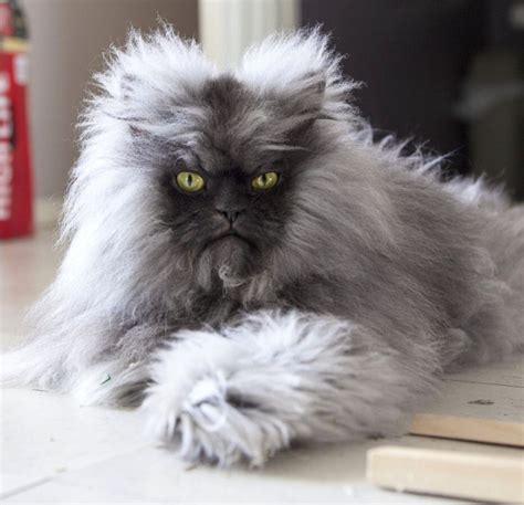 O Colonel Meow (RIP) o seu primeiro encontrou com fama foi em 2012 e desde então ganhou centenas ...