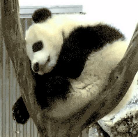 Panda Gif - Gif Abyss