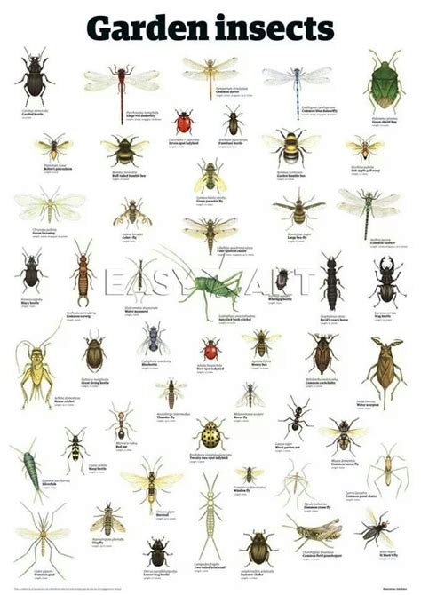 Garden insect chart | Garden bugs, Garden insects, Garden pests