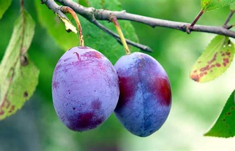 A step-by-step guide to grafting fruit trees