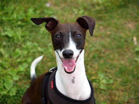 Italian Greyhound - Puppies, Rescue, Pictures, Information, Temperament ...