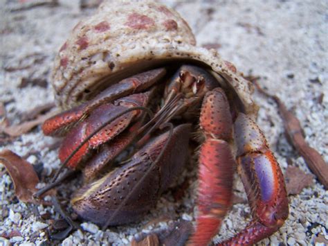 Hermit the crab - Hermit Crabs Photo (13783511) - Fanpop