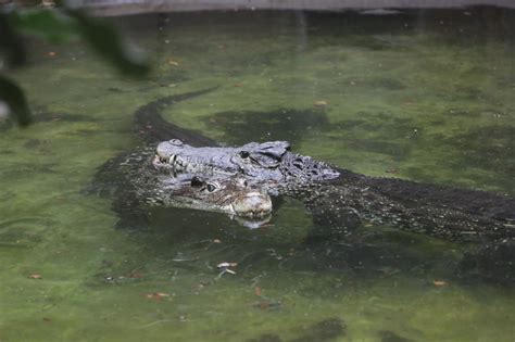 How to Care for Cuban Crocodiles | Smithsonian's National Zoo and Conservation Biology Institute