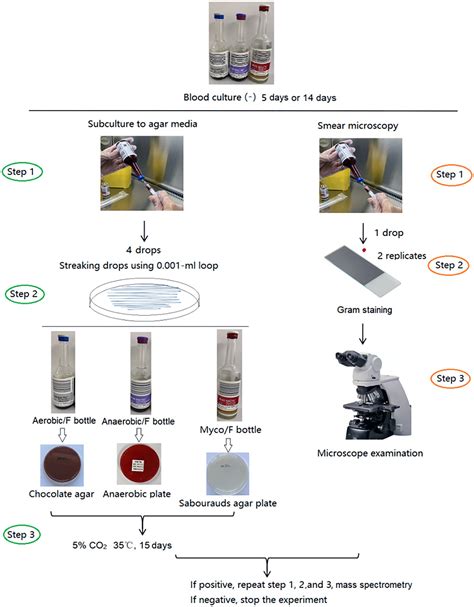 Frontiers | Subculturing and Gram staining of blood cultures flagged ...