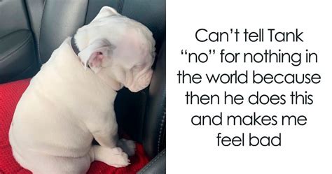 30 Wholesome Dog Posts That Will Hopefully Make Your Day (New Pics) | Bored Panda