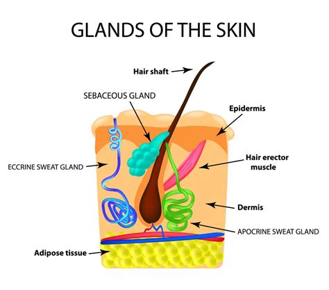 Sebaceous Glands | Facts You Should Know