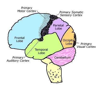 Brian Owens Image: Human Brain Diagrams