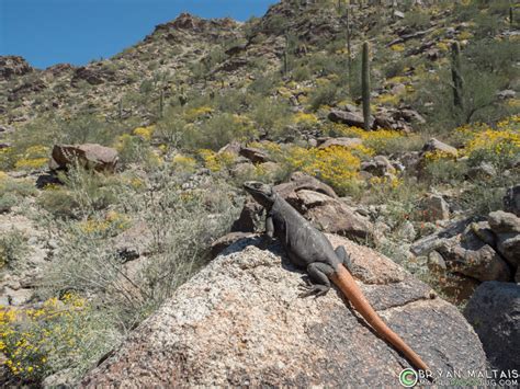 Chuckwalla in Habitat