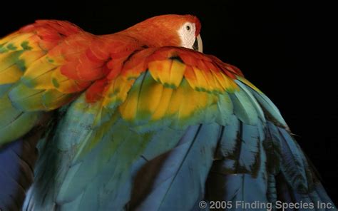 Biodiversity-Scarlet Macaw