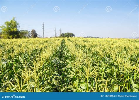 Corn field on sky stock photo. Image of green, farm - 111498034