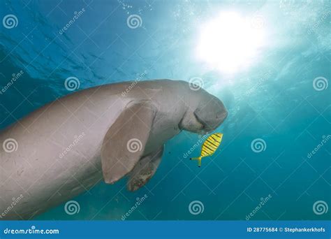 Dugong (dugong Dugon) or Seacow in the Red Sea. Stock Photo - Image of aquatic, dugong: 28775684