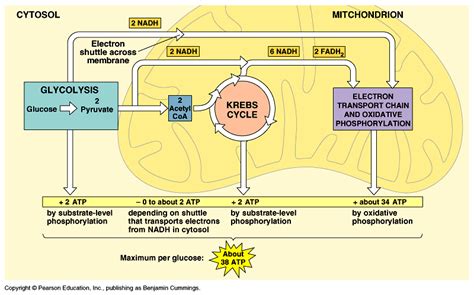 Cellular Respiration & Fermentation) - Biology Corner