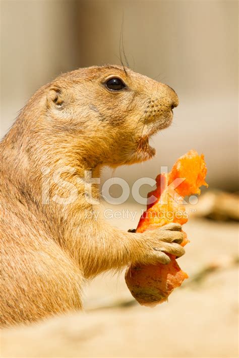 Prairie Dog Is Eating Stock Photo | Royalty-Free | FreeImages