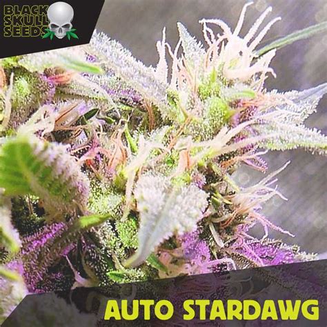 Buy Auto Stardawg feminized seeds by Irish Seeds from Cannabisseeds.ie