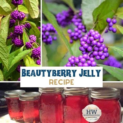 BeautyBerry Jelly Recipe | Recipe | Jelly recipes, Homemade jelly, Jelly