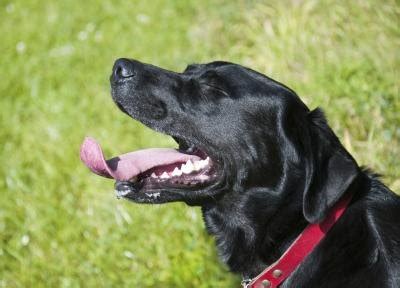 What Causes Excessive Salivation in Dogs? (with Pictures) | eHow